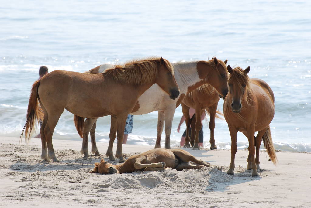 Wild Horses, Wild Beaches: Your Escape Awaits at Assateague State Park