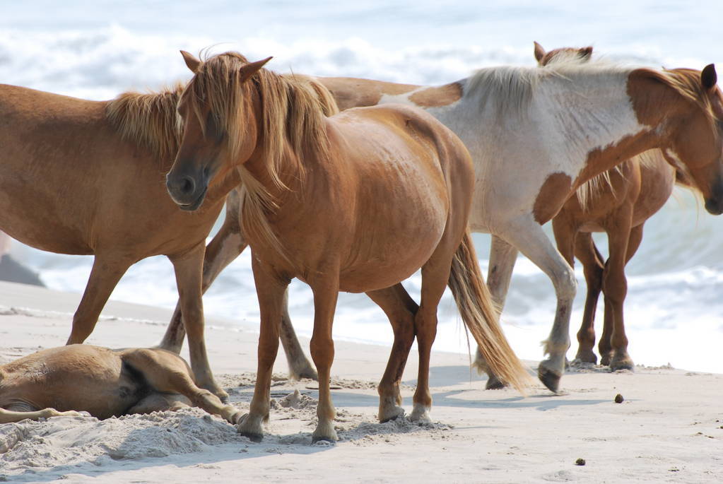 assateague island wild horses tour