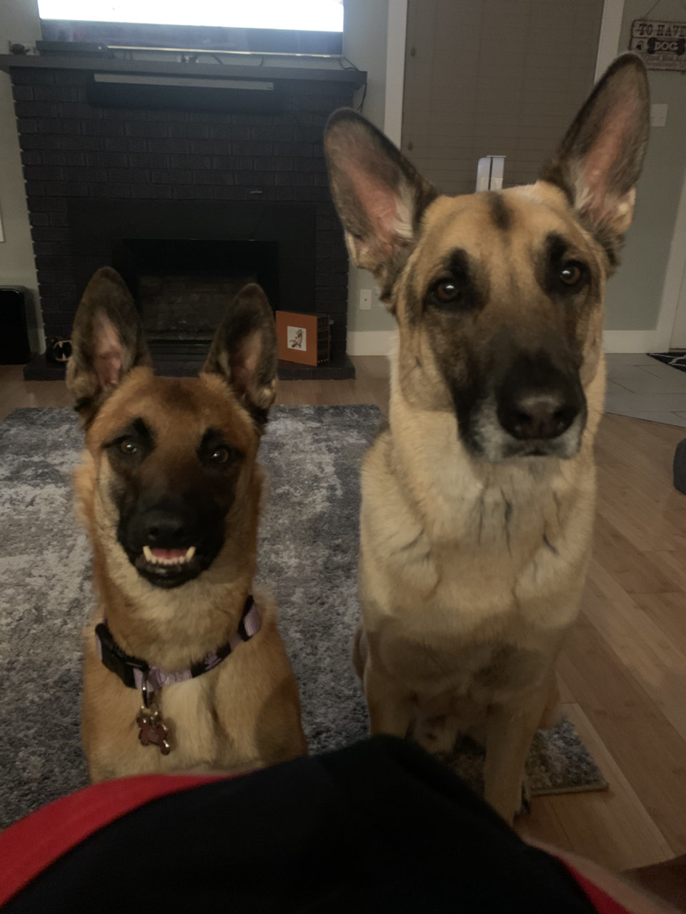 German best sale shepherd dingo