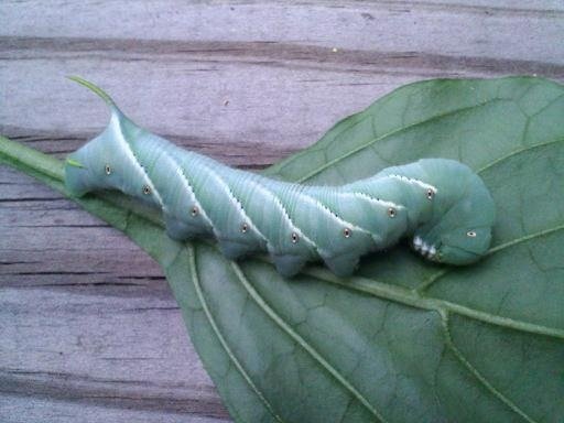 TomatoHornworm.jpg