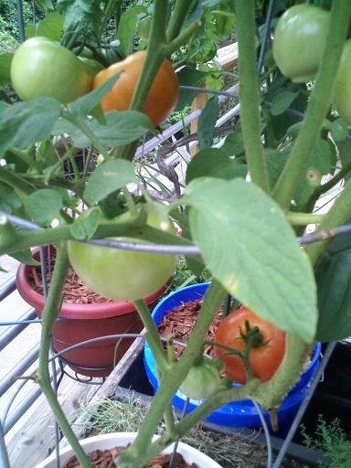 RaisedPlanterTomatos.jpg